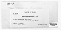 Melampsora bigelowii image